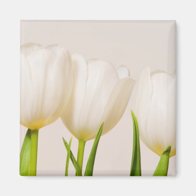 White tulips against a white background, magnet (Front)