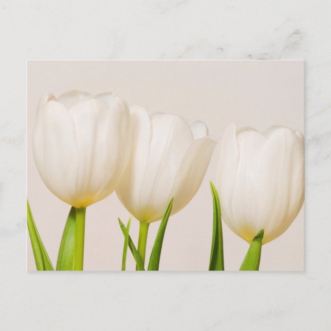 White tulips against a white background, postcard (Front)