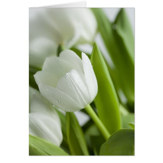 White Tulips Cards (Front)