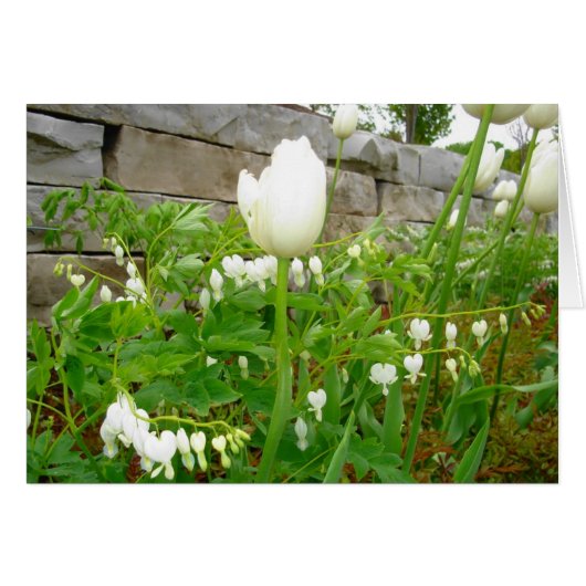 White Tulips Cards (Front Horizontal)