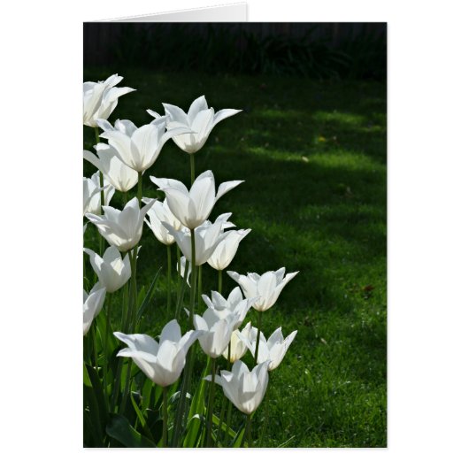 White tulips cards (Front)