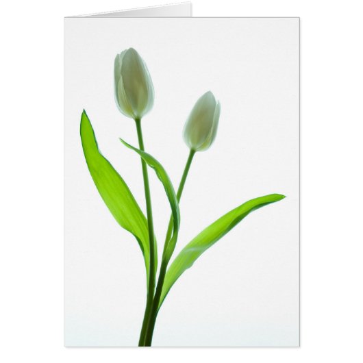White Tulips Cards (Front)