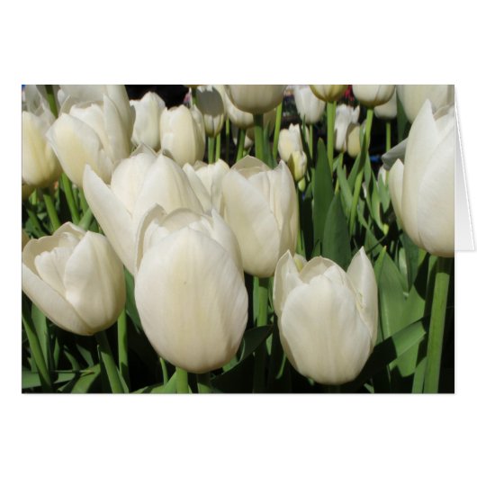 white tulips cards (Front Horizontal)
