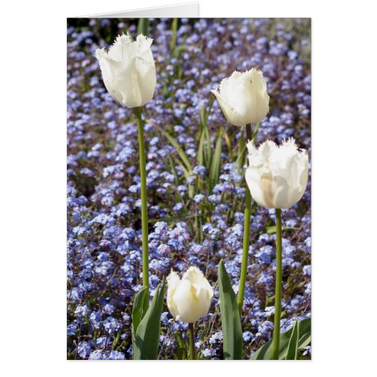 White Tulips Cards (Front)