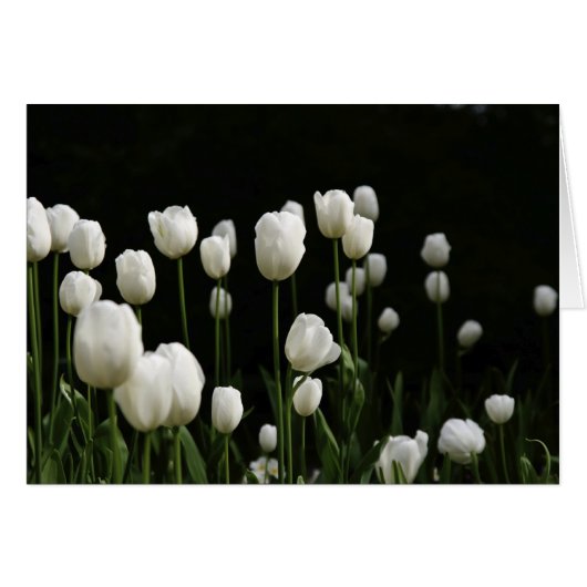White tulips cards (Front Horizontal)
