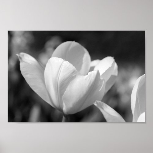 White Tulips Flower Petals Poster