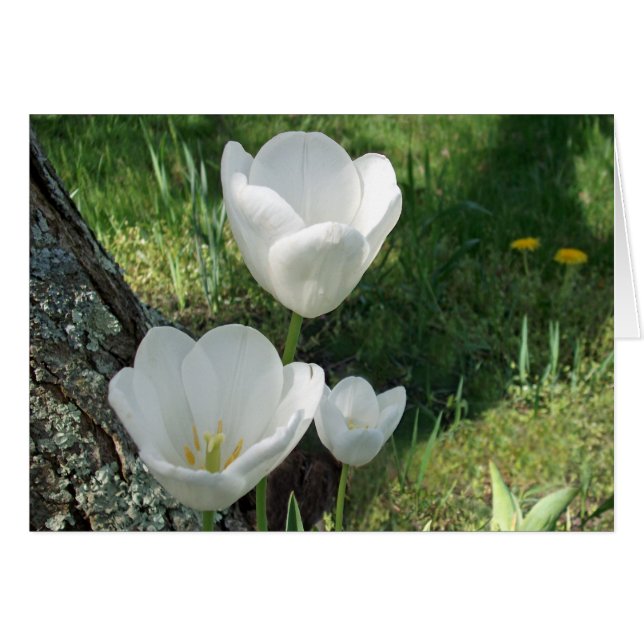 White Tulips Flower Trio Cards (Front Horizontal)