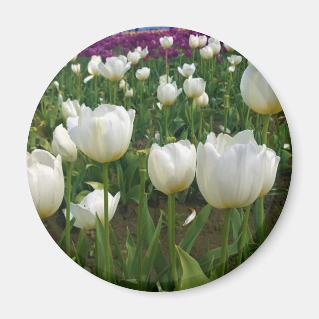 White Tulips in a Field, Oregon Magnet (Front)