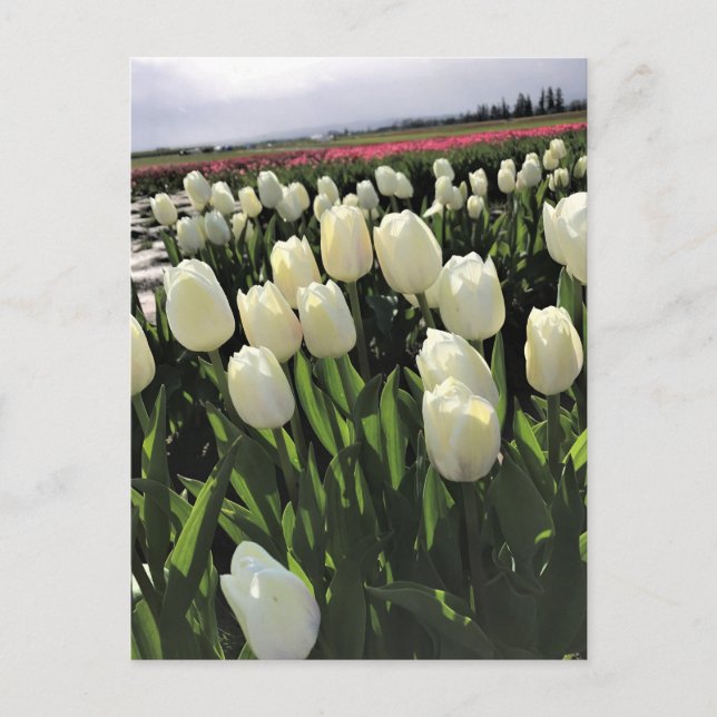 White Tulips in a Field, Oregon Postcard (Front)