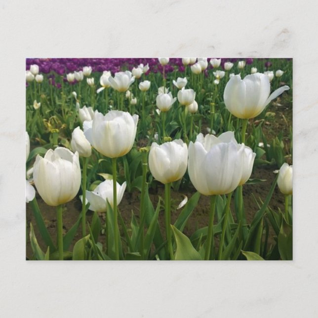 White Tulips in a Field, Oregon Postcard (Front)