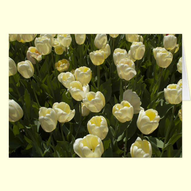 White Tulips in the Boston Gardens Greeting Card