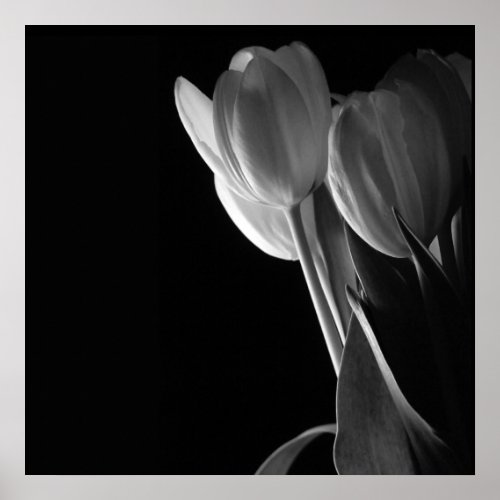 White Tulips Photo On Black Background Poster