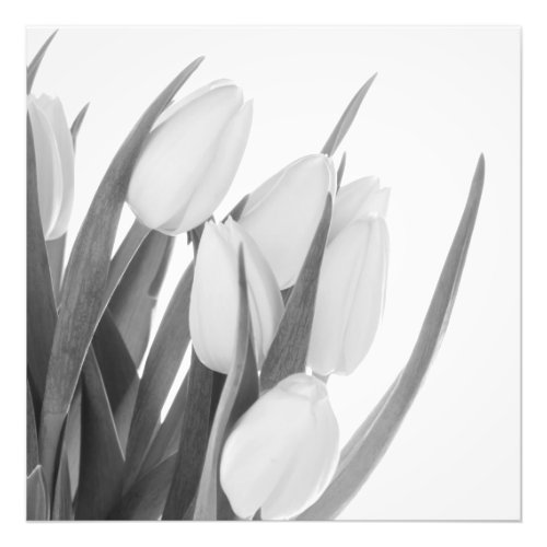 White Tulips Photo Print