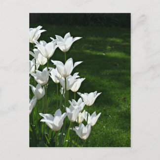 White tulips sunshine postcard