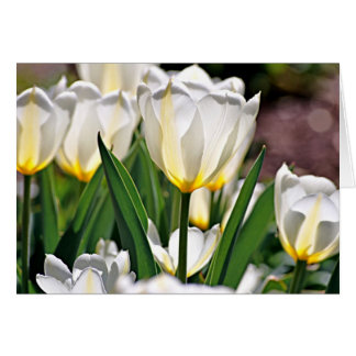 White Tulips with Yellow Feathers Cards