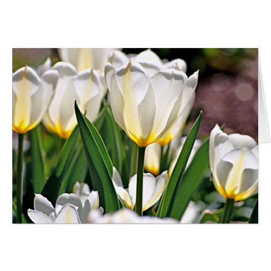 White Tulips with Yellow Feathers Cards (Front Horizontal)