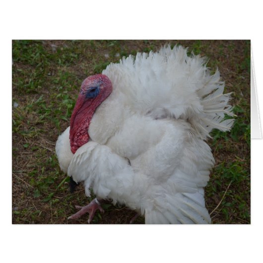 White Turkey Cards (Front Horizontal)