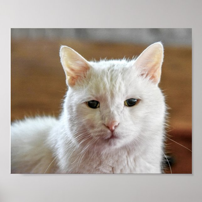 White Turkish Angora Cat Portrait Poster (Front)