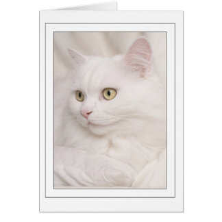 White turkish angora kater cards