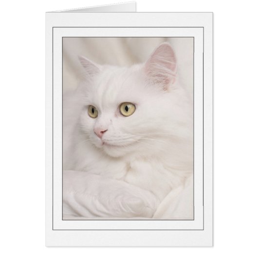 White turkish angora kater cards (Front)
