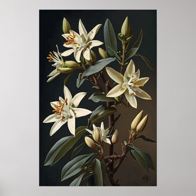 White Vanilla Flowers Art Print Poster (Front)