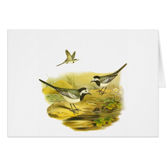 White Wagtail (Front Horizontal)