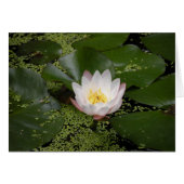 White Water Lily card (Front Horizontal)