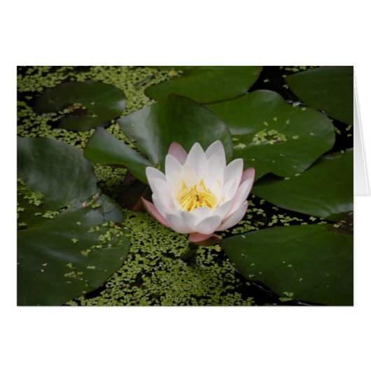 White Water Lily card (Front Horizontal)