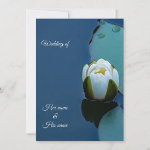 White water lily in the pond, nature photography invitation