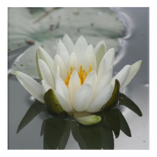 White Water Lily Lotus Blossom Flower  Acrylic Print