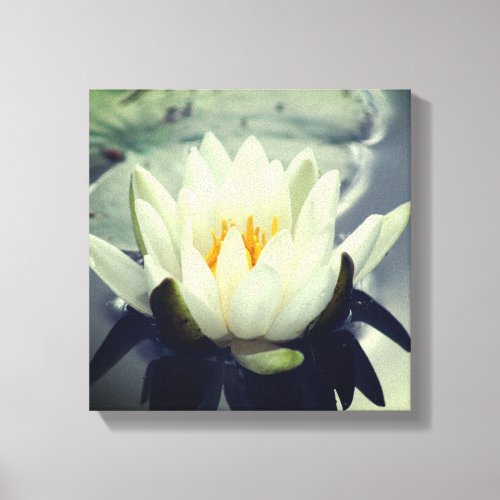 White Water Lily Lotus Blossom Flower    Canvas Print