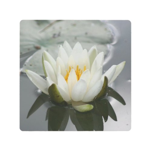 White Water Lily Lotus Blossom Flower  Metal Print
