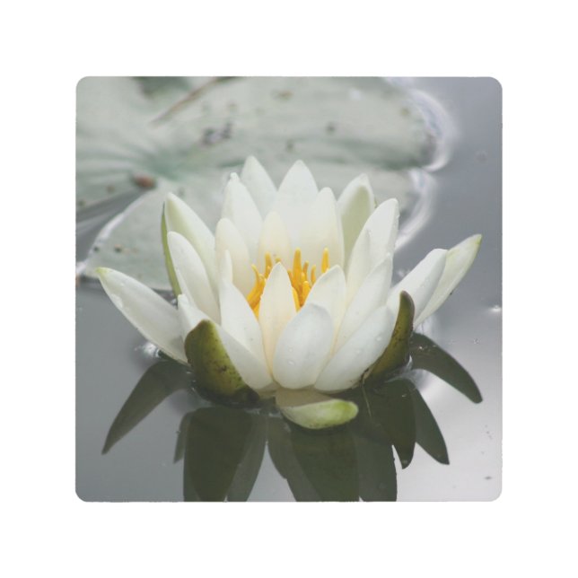 White Water Lily Lotus Blossom Flower  Metal Print (Front)