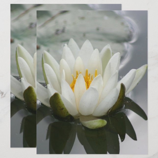 White Water Lily Lotus Blossom Flower Scrapbook (Front/Back)
