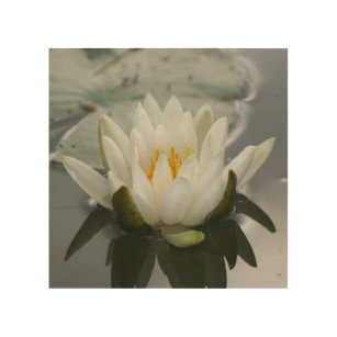 White Water Lily Lotus Blossom Flower   Wood Wall Art