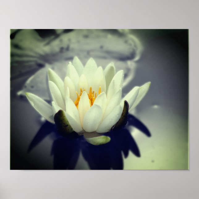 White Water Lily Lotus Flower Partial Color Poster (Front)