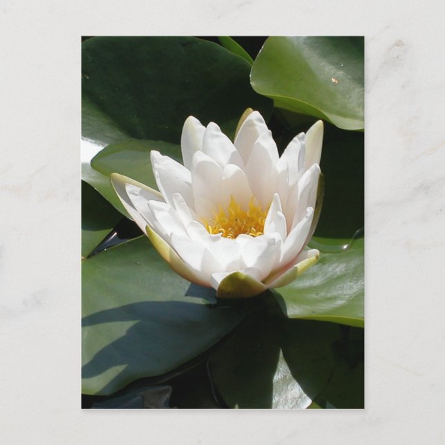 White Water Lily Lotus Flower Postcard (Front)