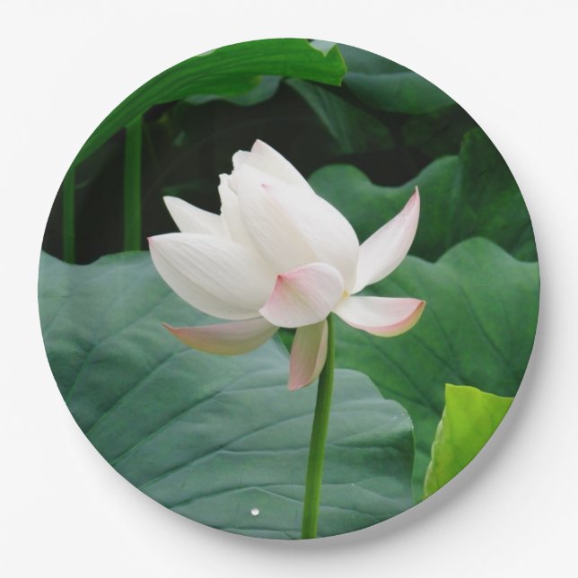 White Water Lily Paper Plates (Front)