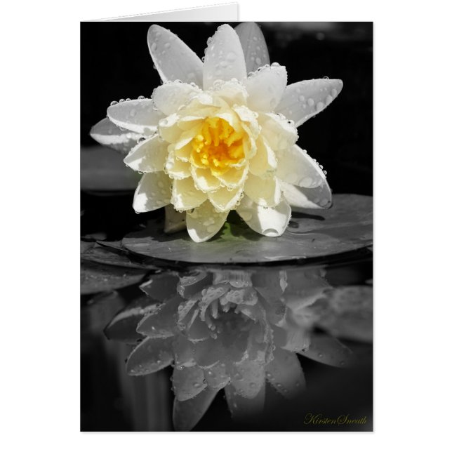 White Water Lily Photograph Cards (Front)