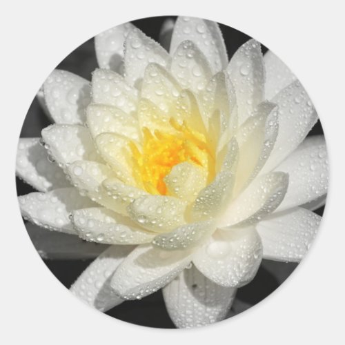 White Water Lily Photograph Classic Round Sticker