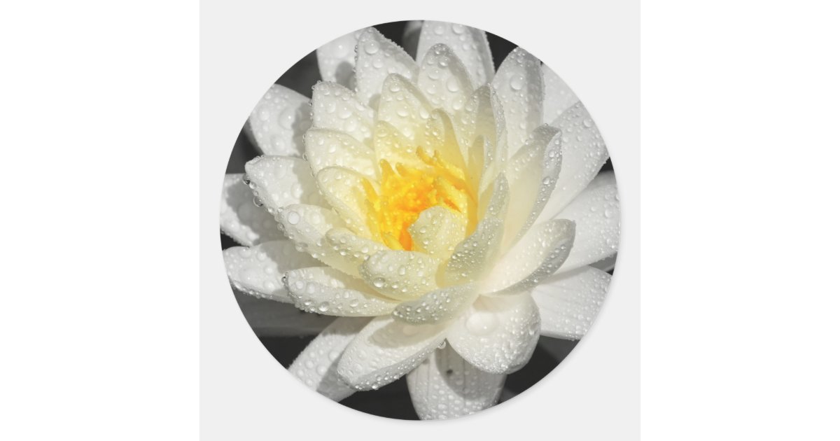 White Water Lily Photograph Classic Round Sticker | Zazzle