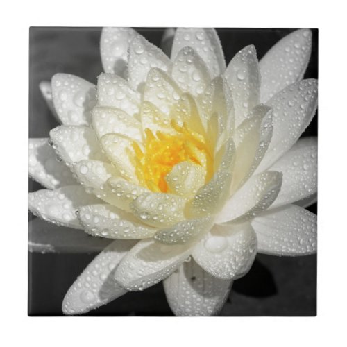 White Water Lily Photograph Tile