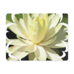 White Water Lily Postcard