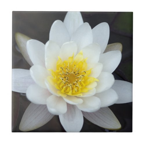 White Water Lily Tile