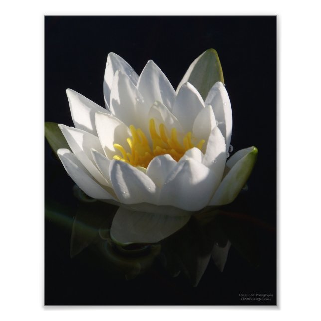 White Water Lily with Raindrops Photo Print (Front)
