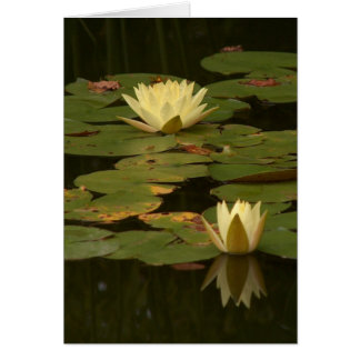 White Waterlilies Cards