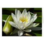 White Waterlily and Bud Floral