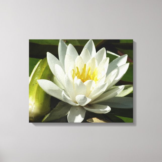 White Waterlily and Bud Floral Canvas Print (Front)