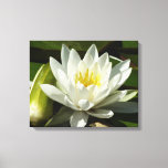 White Waterlily and Bud Floral Canvas Print