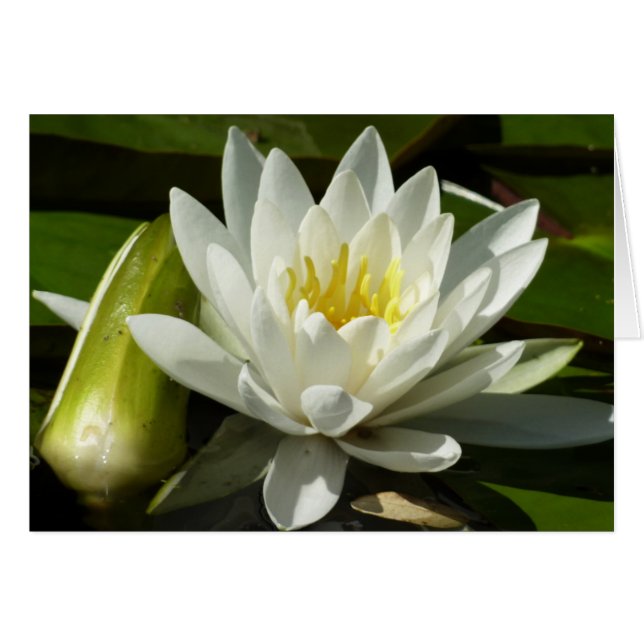 White Waterlily and Bud Floral Cards (Front Horizontal)